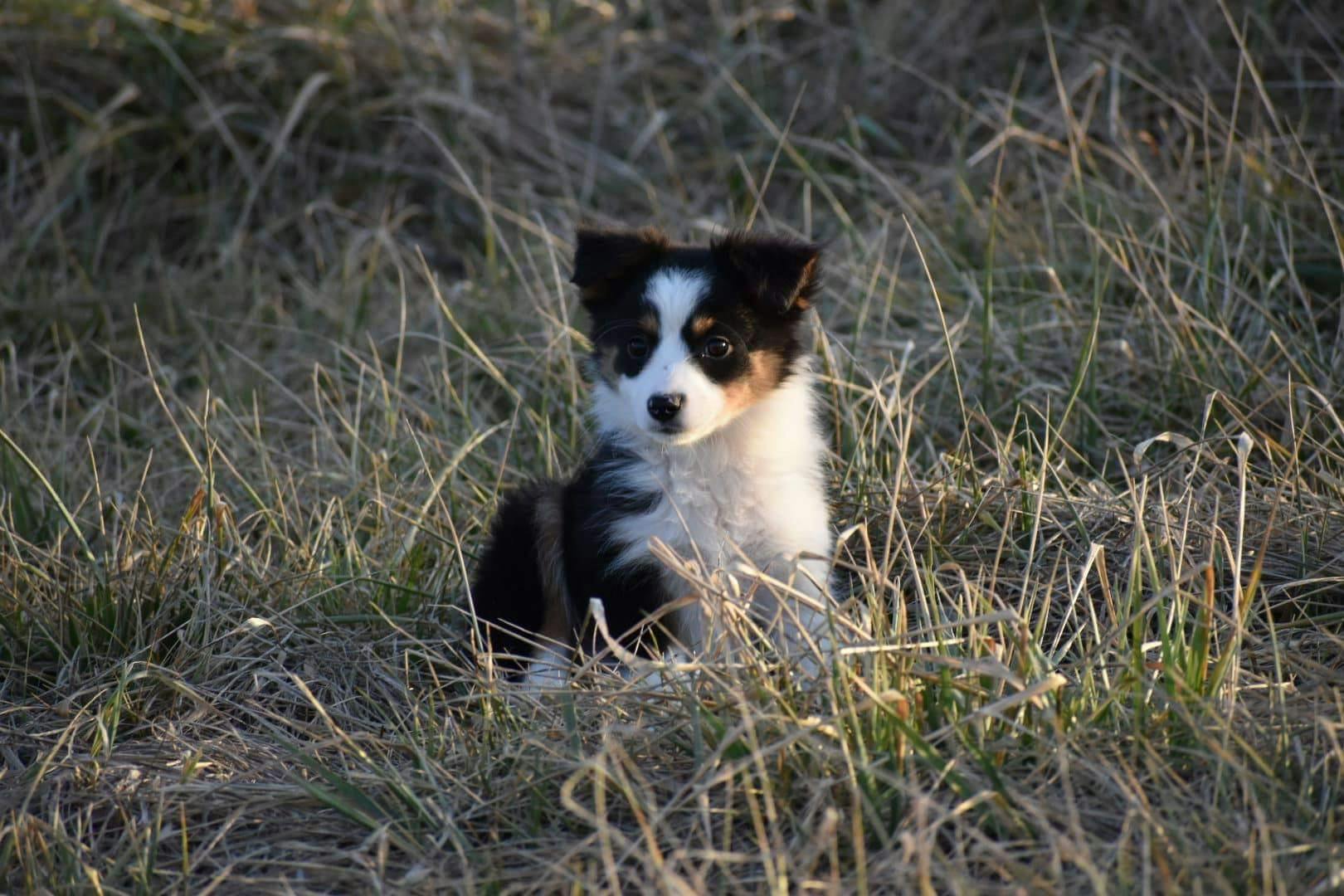 Annie's name story for Dog Names Ending in ie