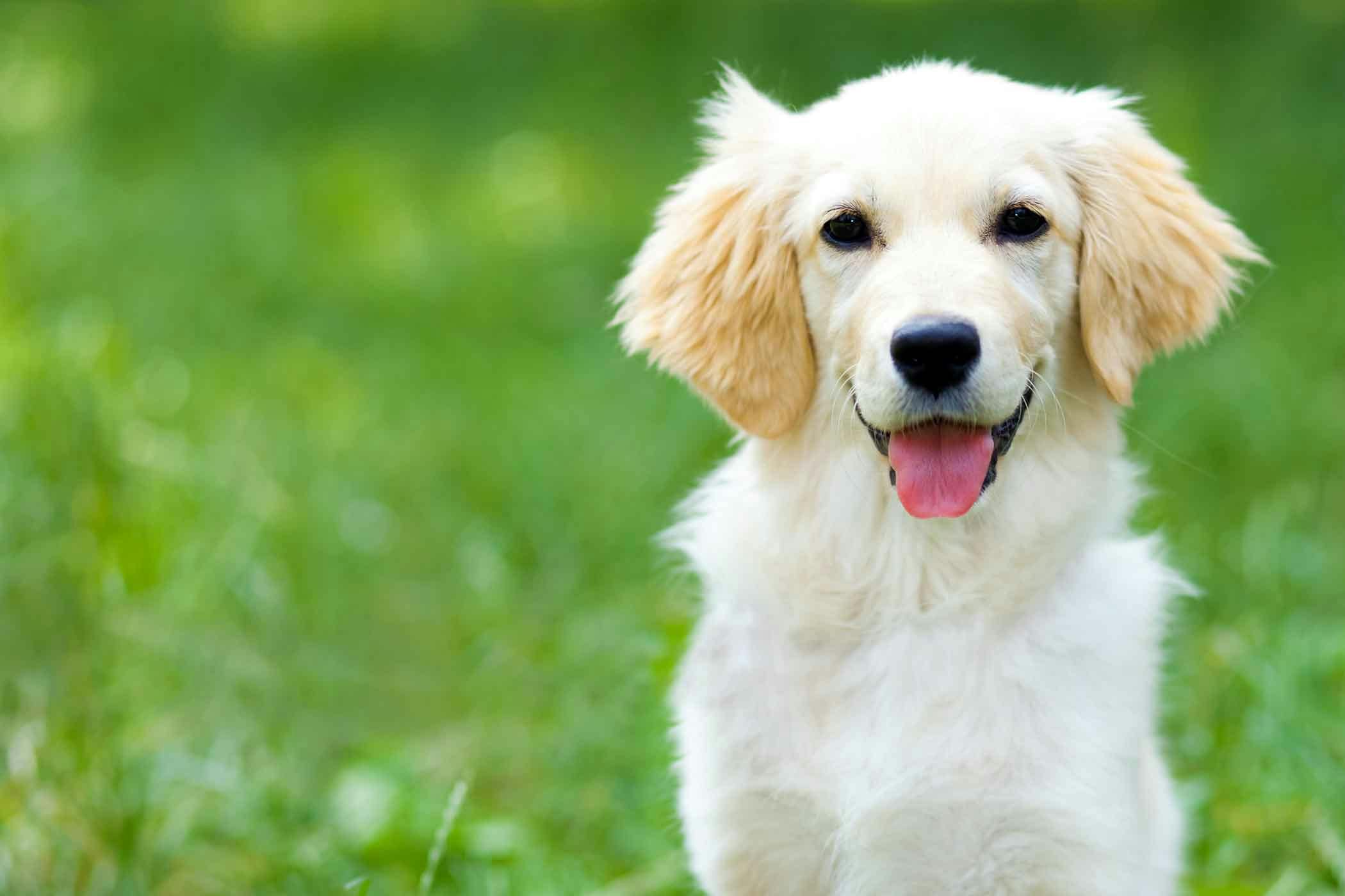 dog-names-ending-in-ly-popular-male-and-female-names-wag