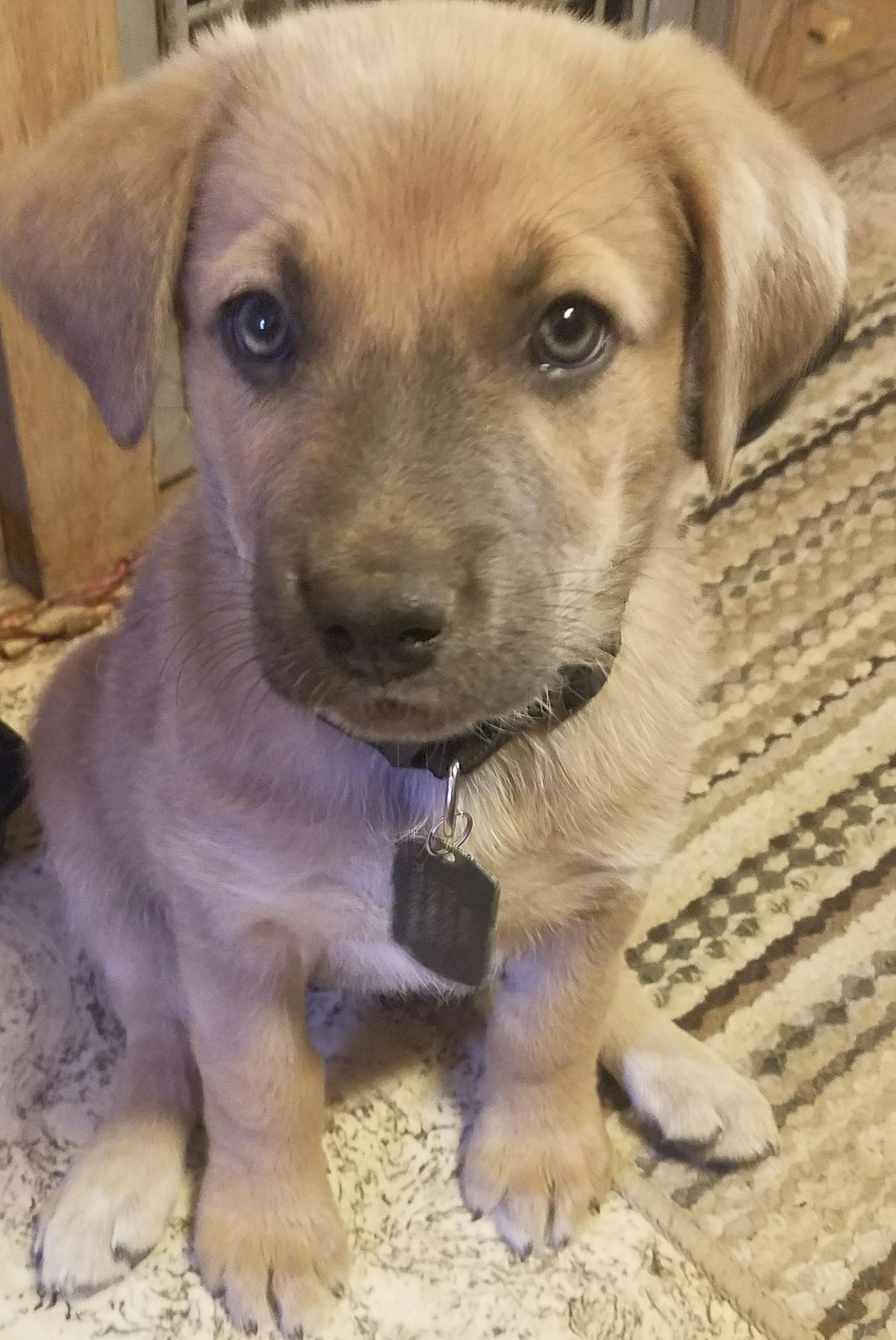 a dog that looks like a bear name