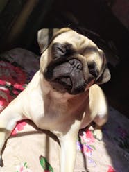 Dog Names Meaning Gentle Giant Popular Male And Female Names Wag 