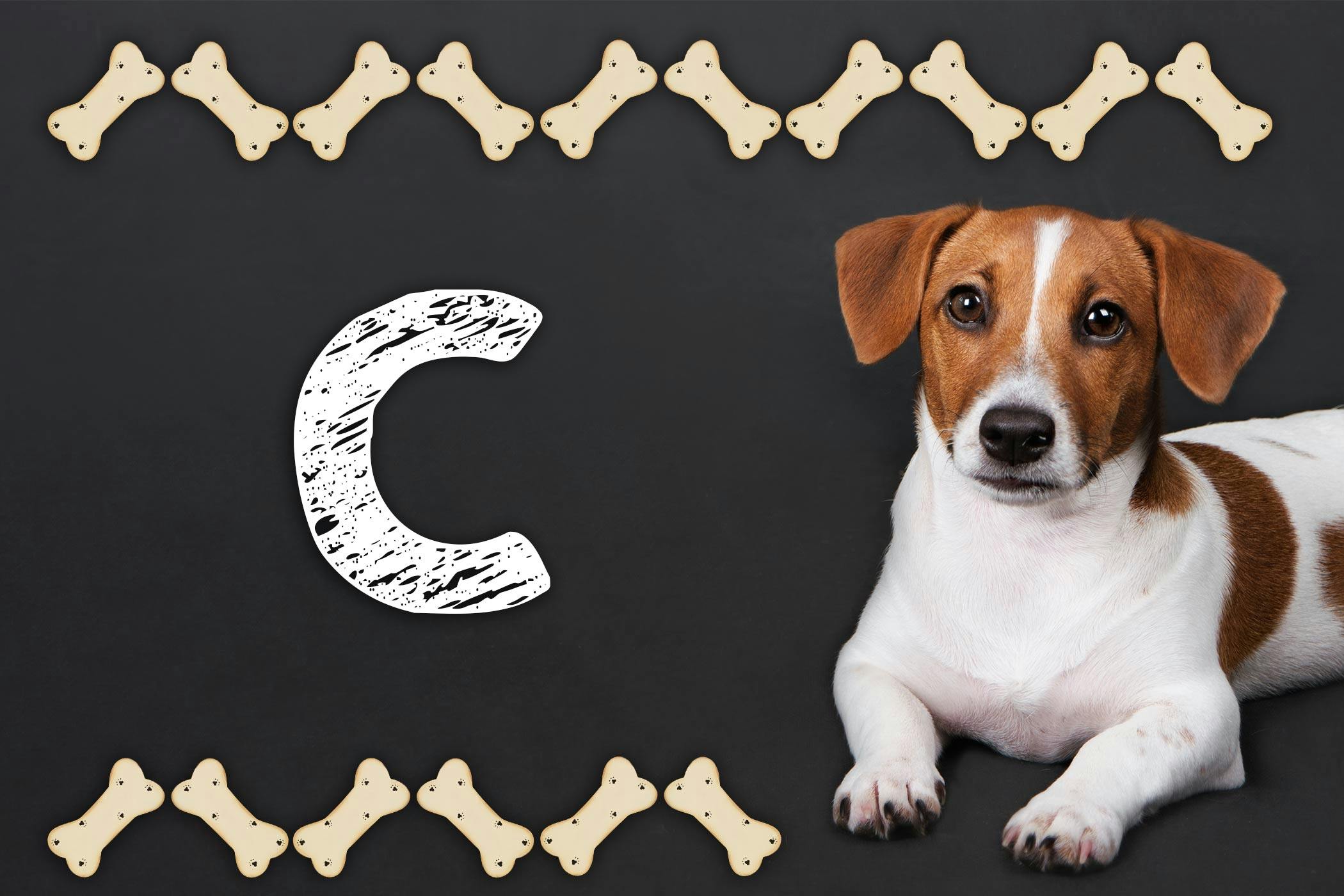 dog-names-that-start-with-c-popular-male-and-female-names-wag