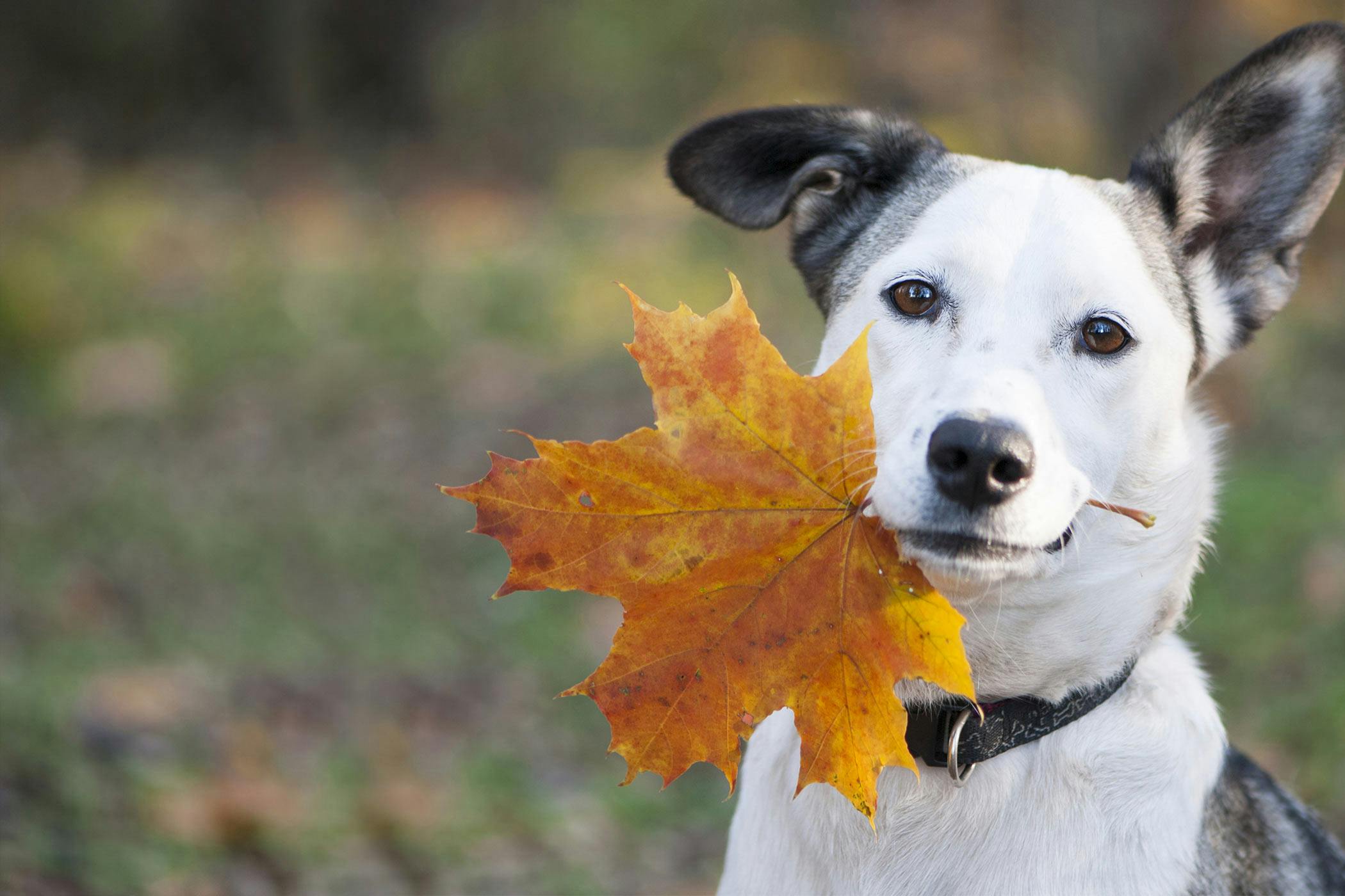 Dog Names that Start with O | Popular Male and Female ...