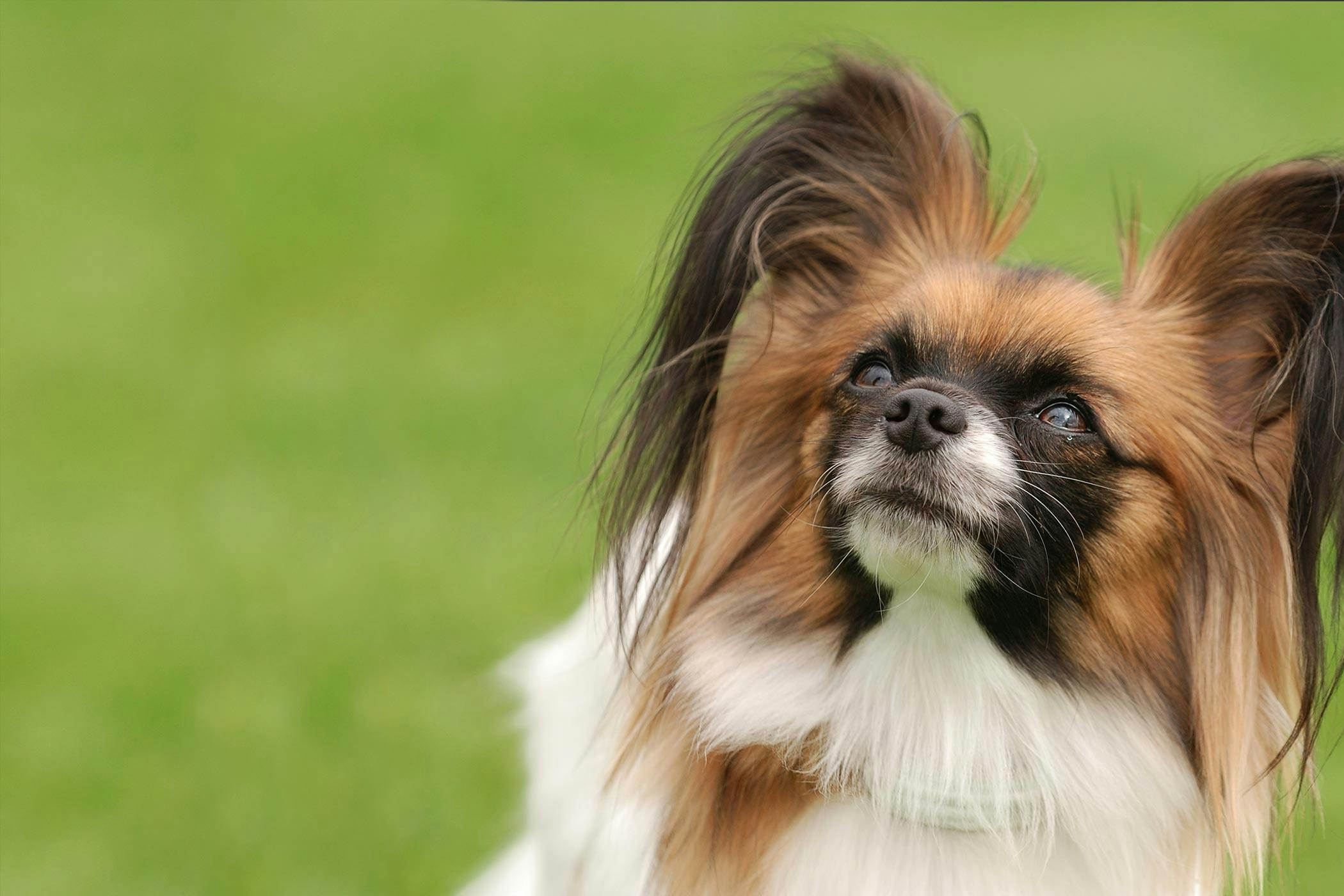 List Of Dog Breeds Starting With English | carfare.me 2019-2020