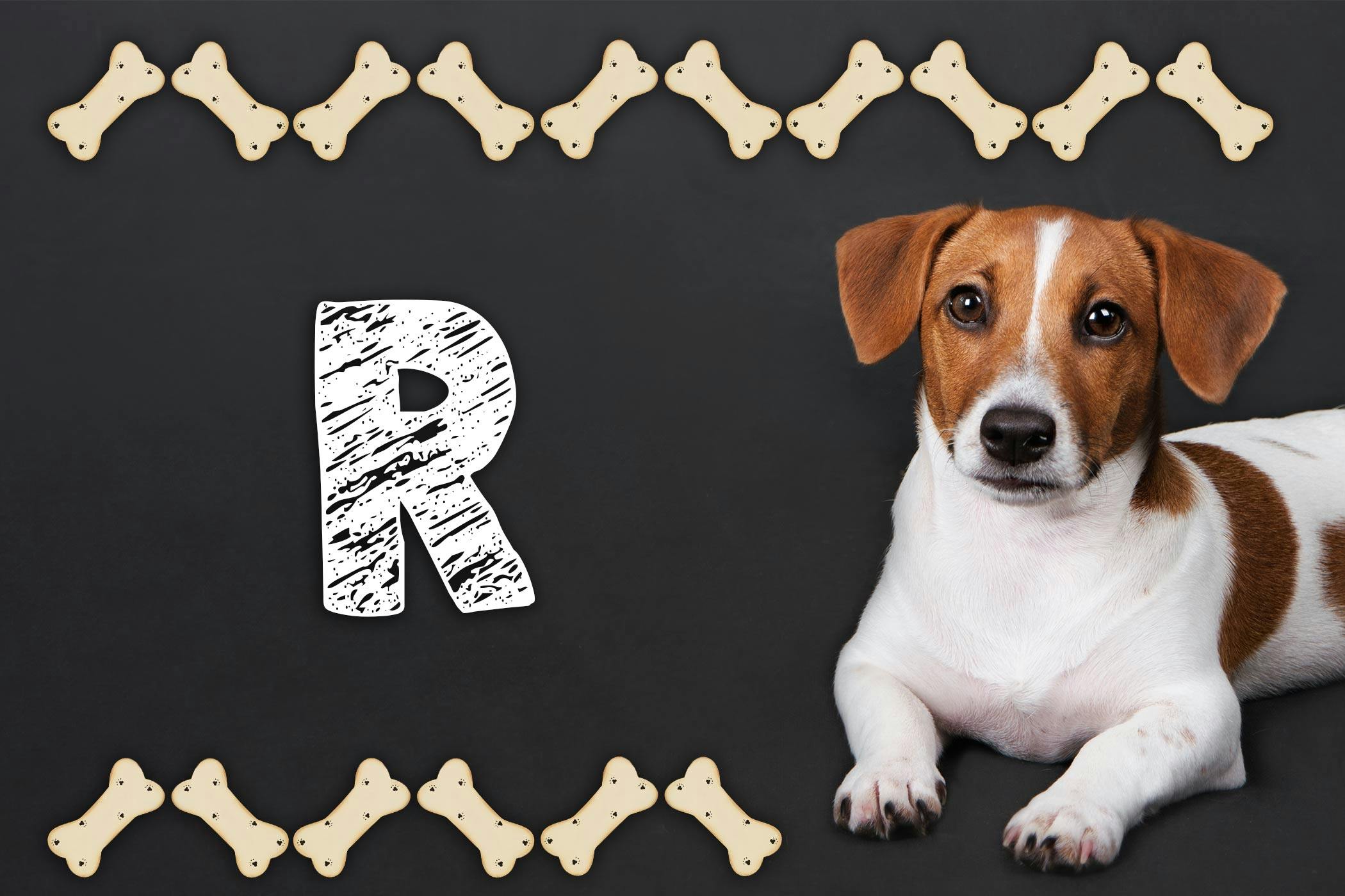 Dog names that store start with r