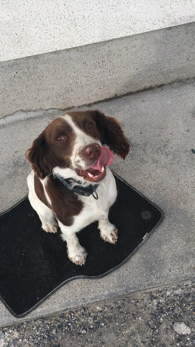 Murphy's name story for English Springer Spaniel Dog Names