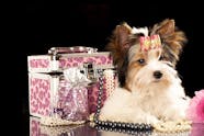 Famous Dog Names Popular Male And Female Names Wag 