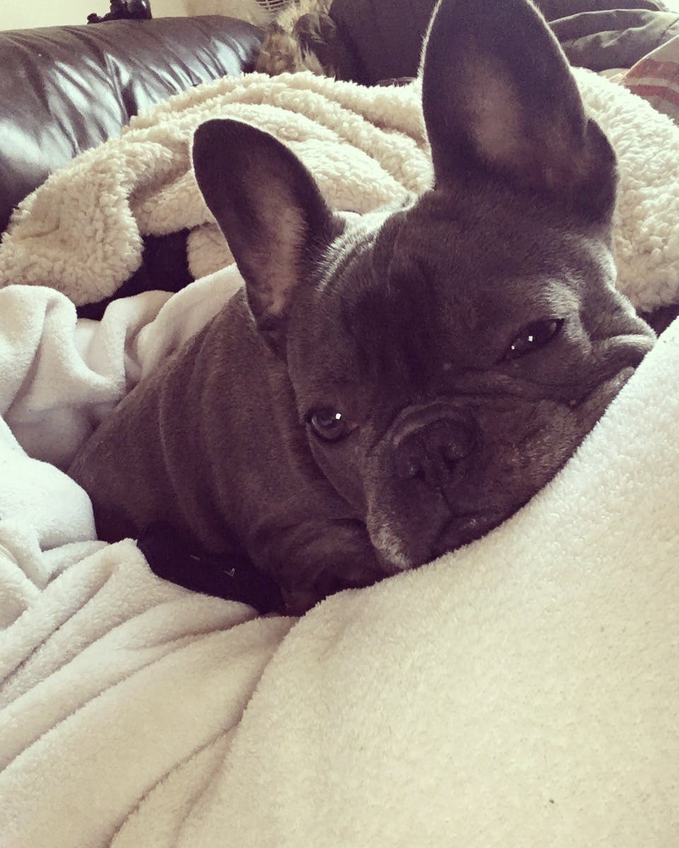 Aurora's name story for French Bulldog Dog Names