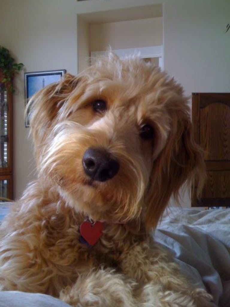 Liberty belle a.k.a. libby's name story for Goldendoodle Dog Names