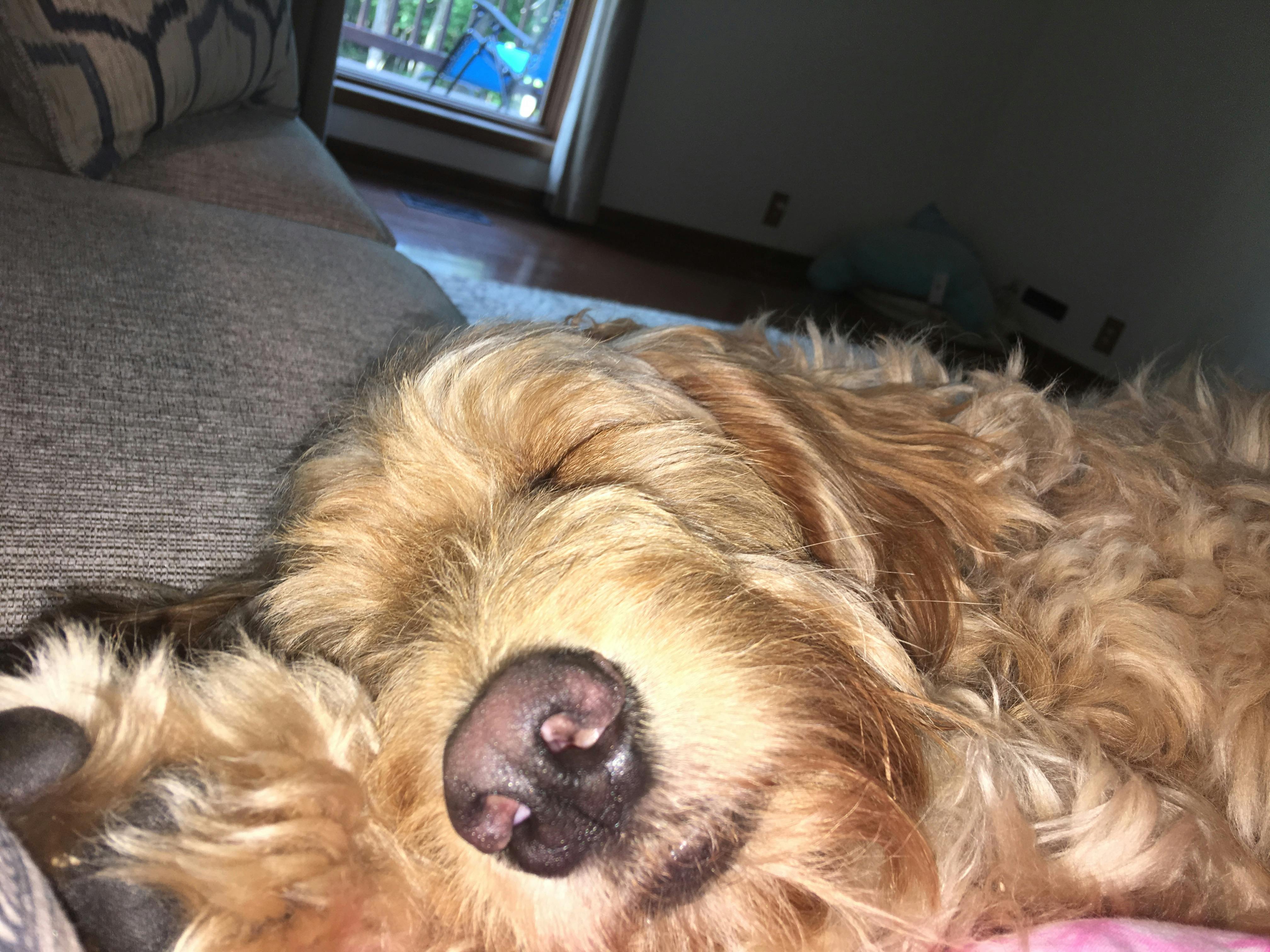 Bentley's name story for Goldendoodle Dog Names