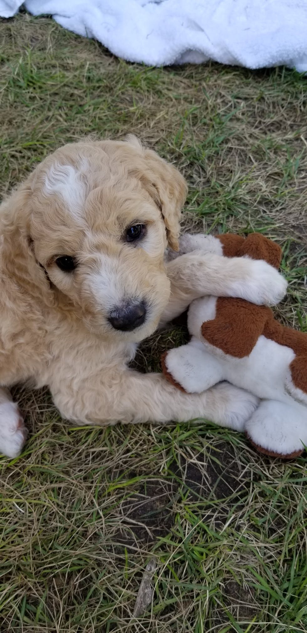 Aoife's name story for Goldendoodle Dog Names