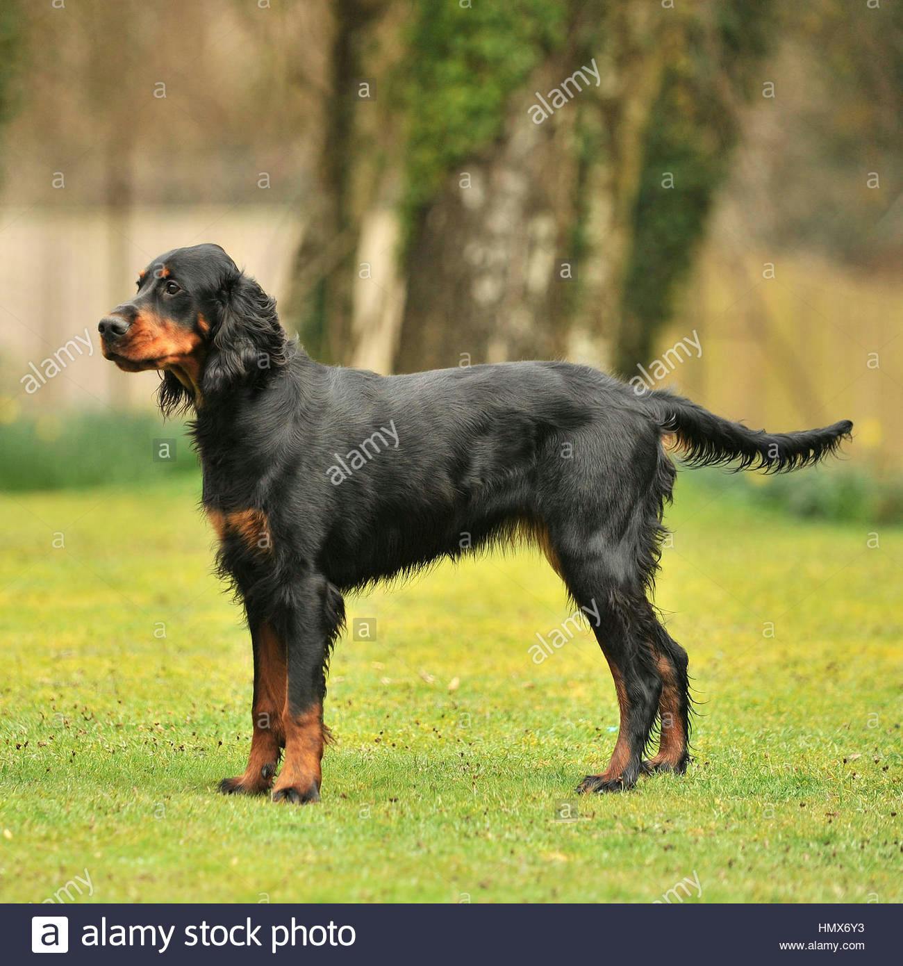 Tommie's name story for Gordon Setter Dog Names