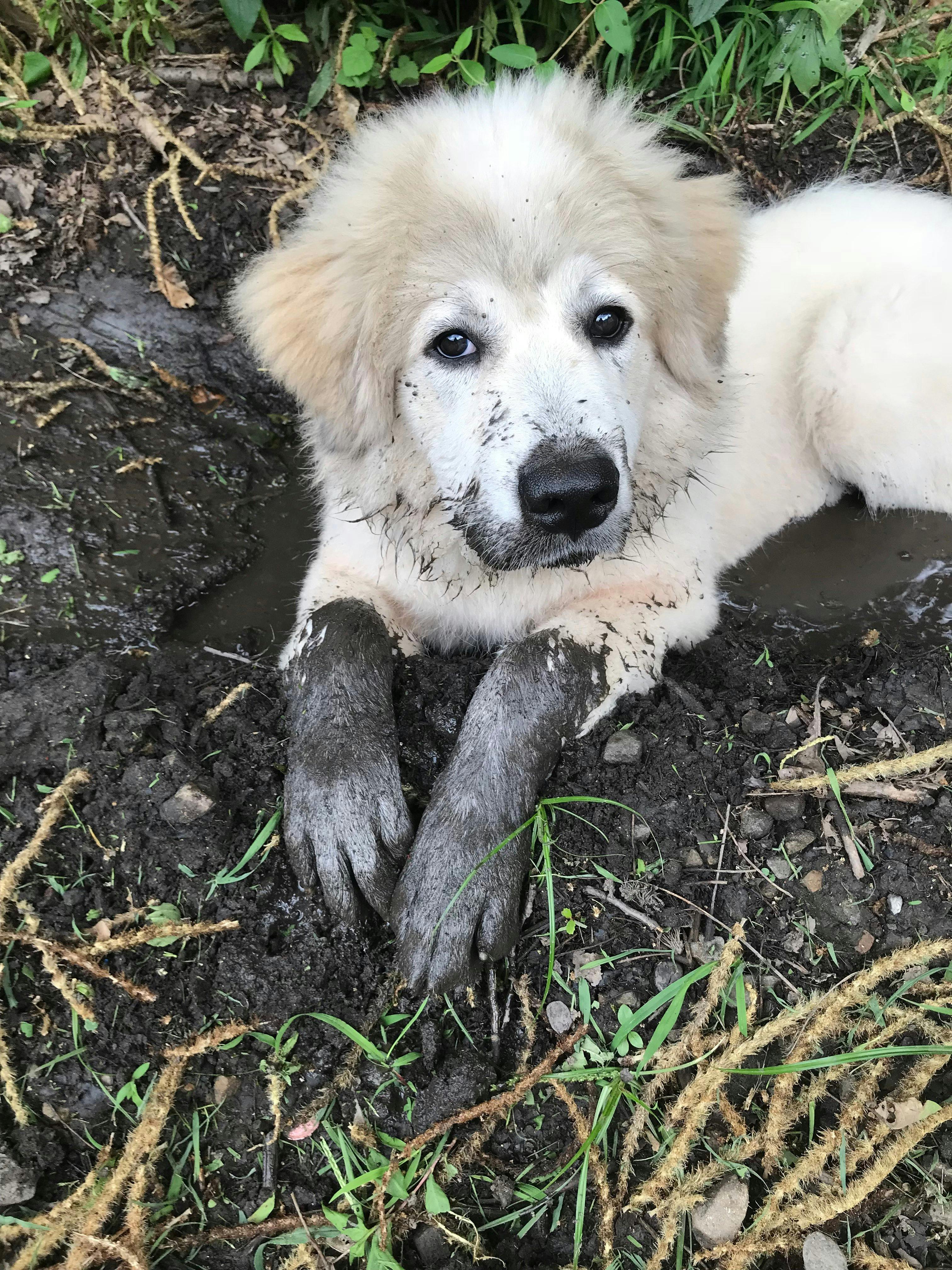 Andre the giant's name story for Great Pyrenees Dog Names