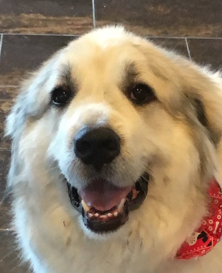 Beau's name story for Great Pyrenees Dog Names