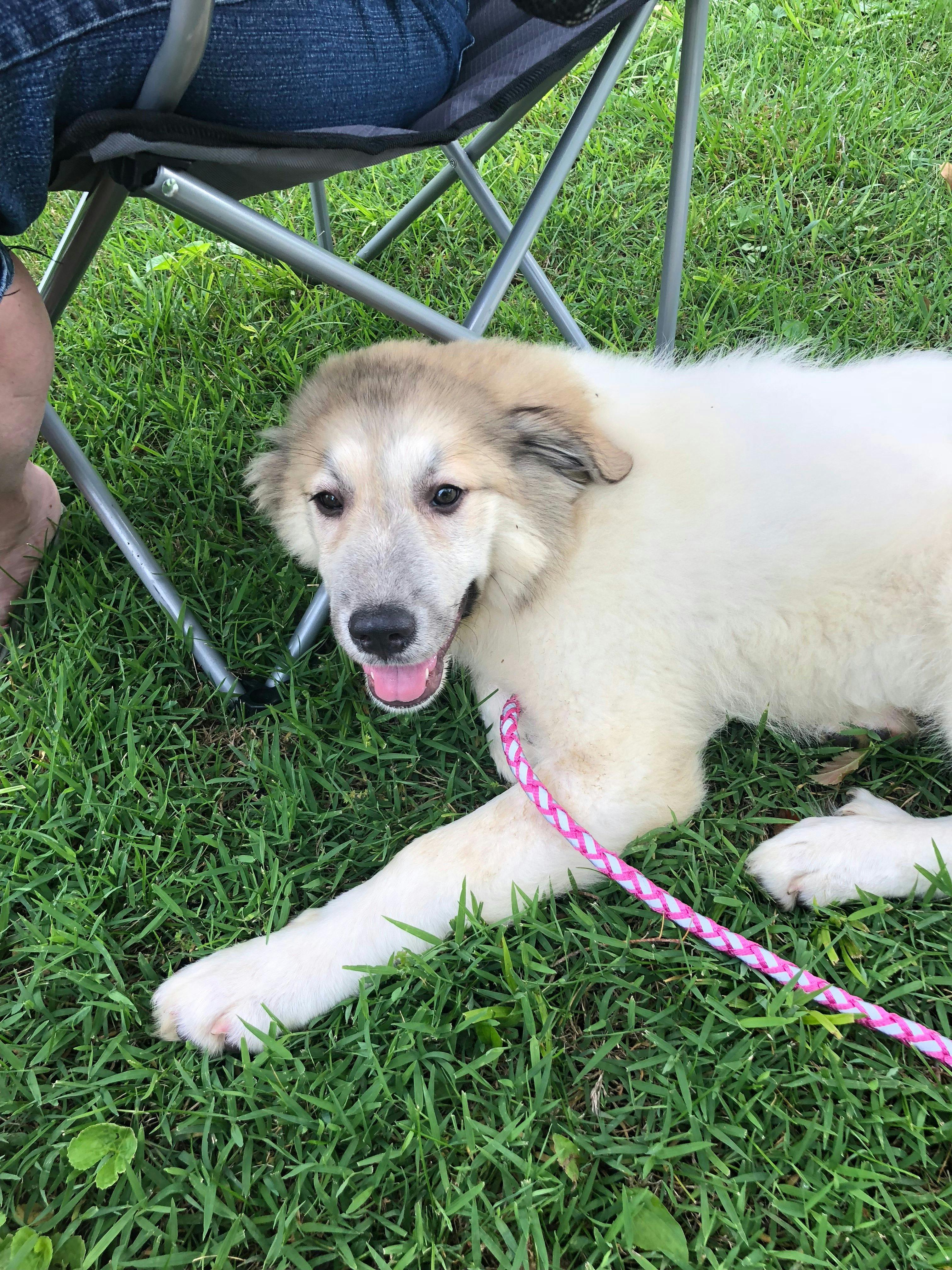 Annie's name story for Great Pyrenees Dog Names