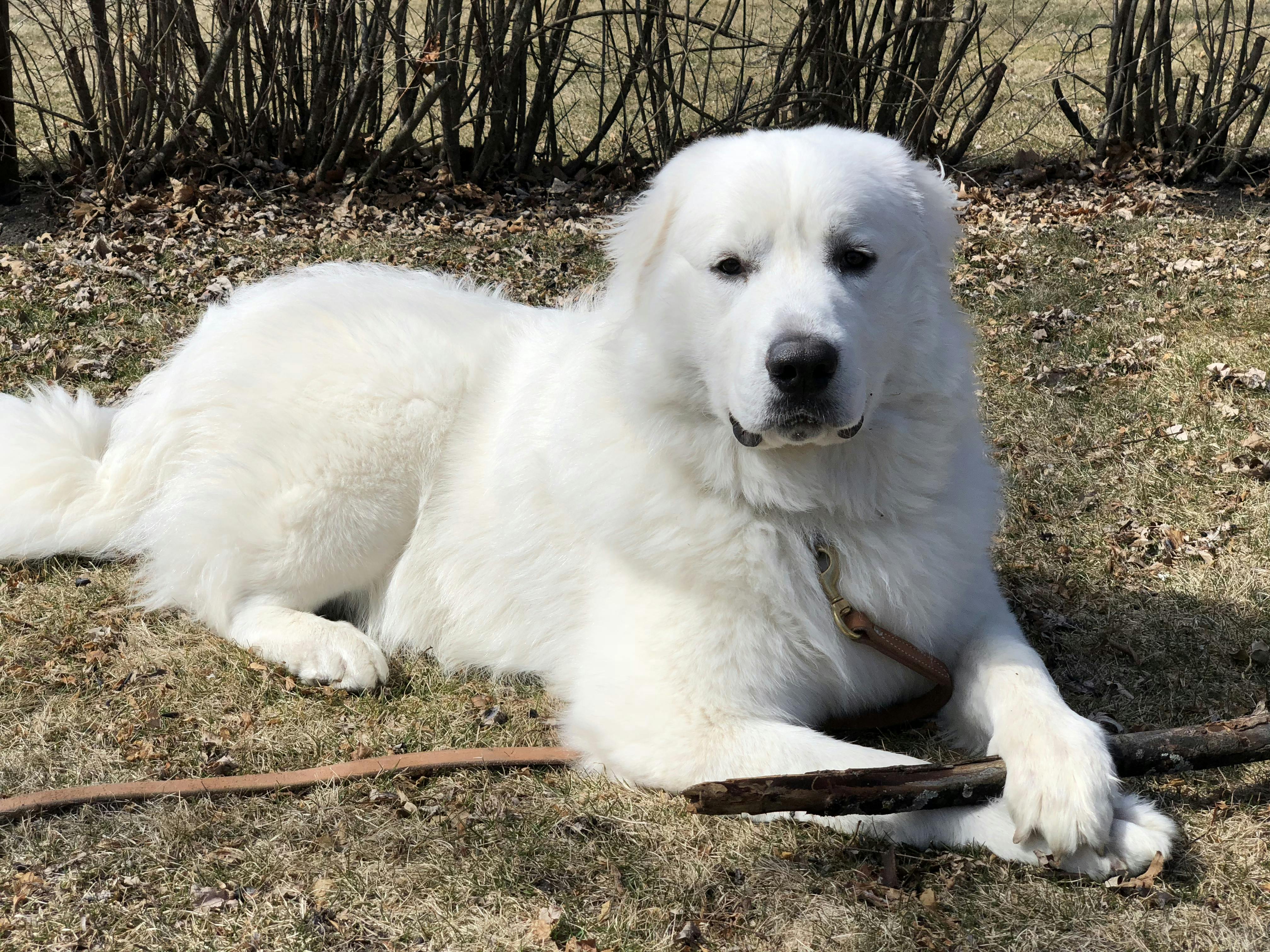 Finn's name story for Great Pyrenees Dog Names