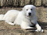 Great Pyrenees Dog Names Popular Male And Female Names Wag 