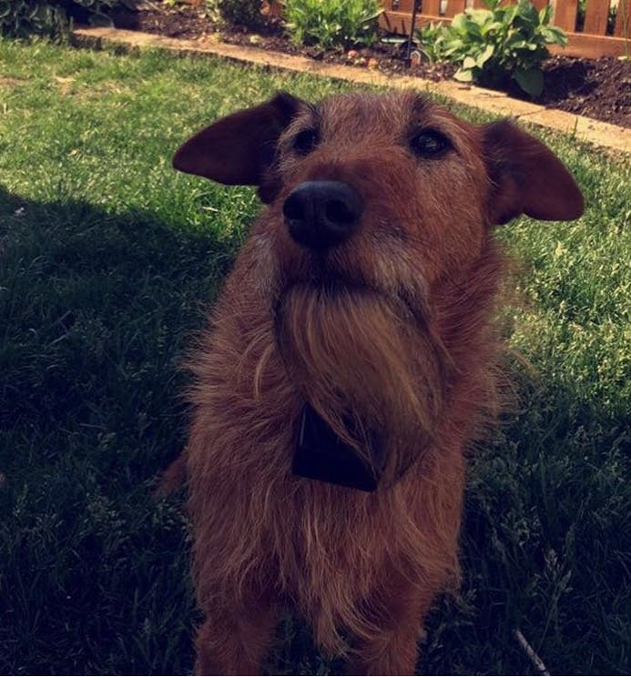 Finley's name story for Irish Terrier Dog Names