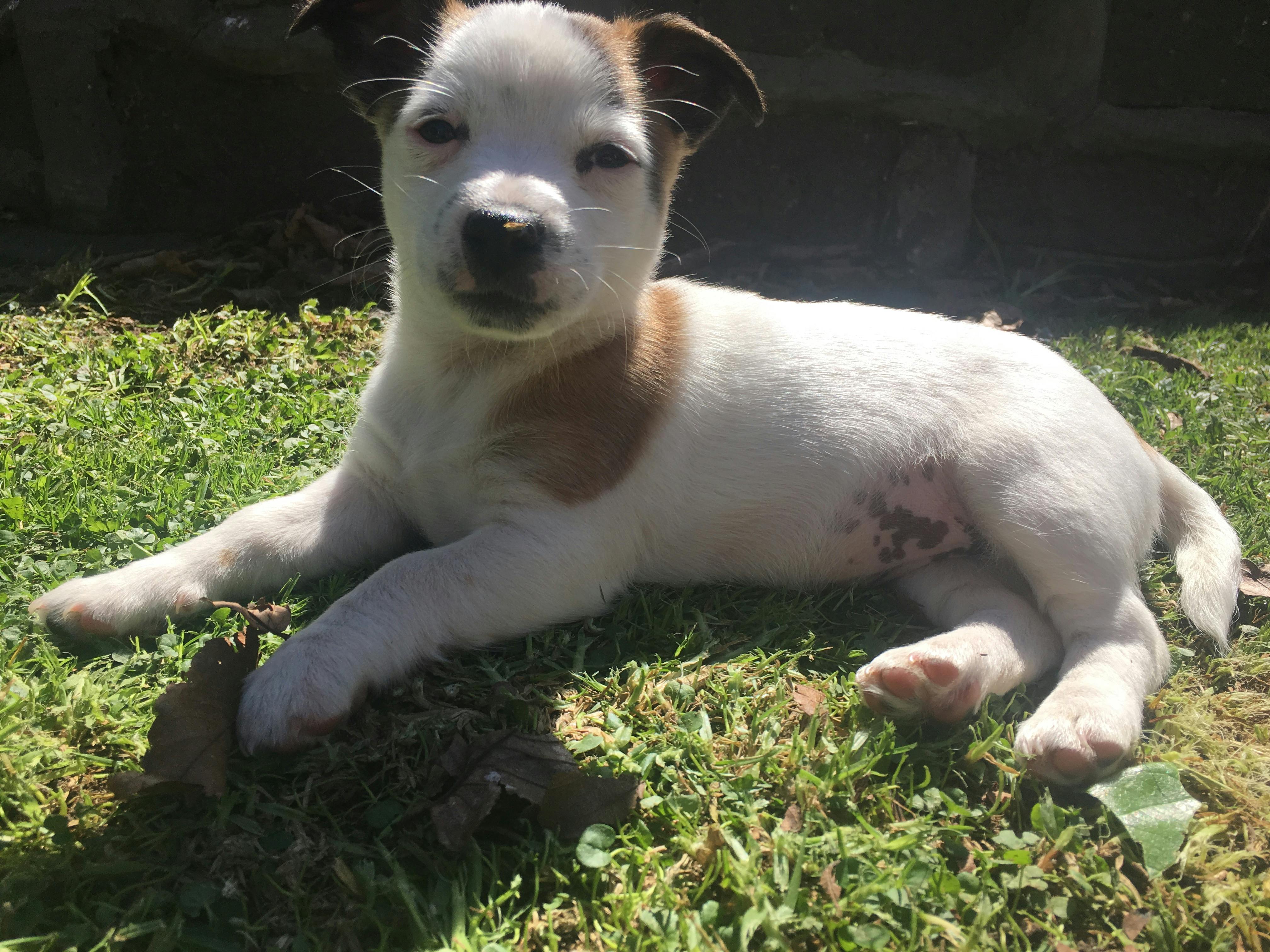 Daisy's name story for Jack Russell Terrier Dog Names