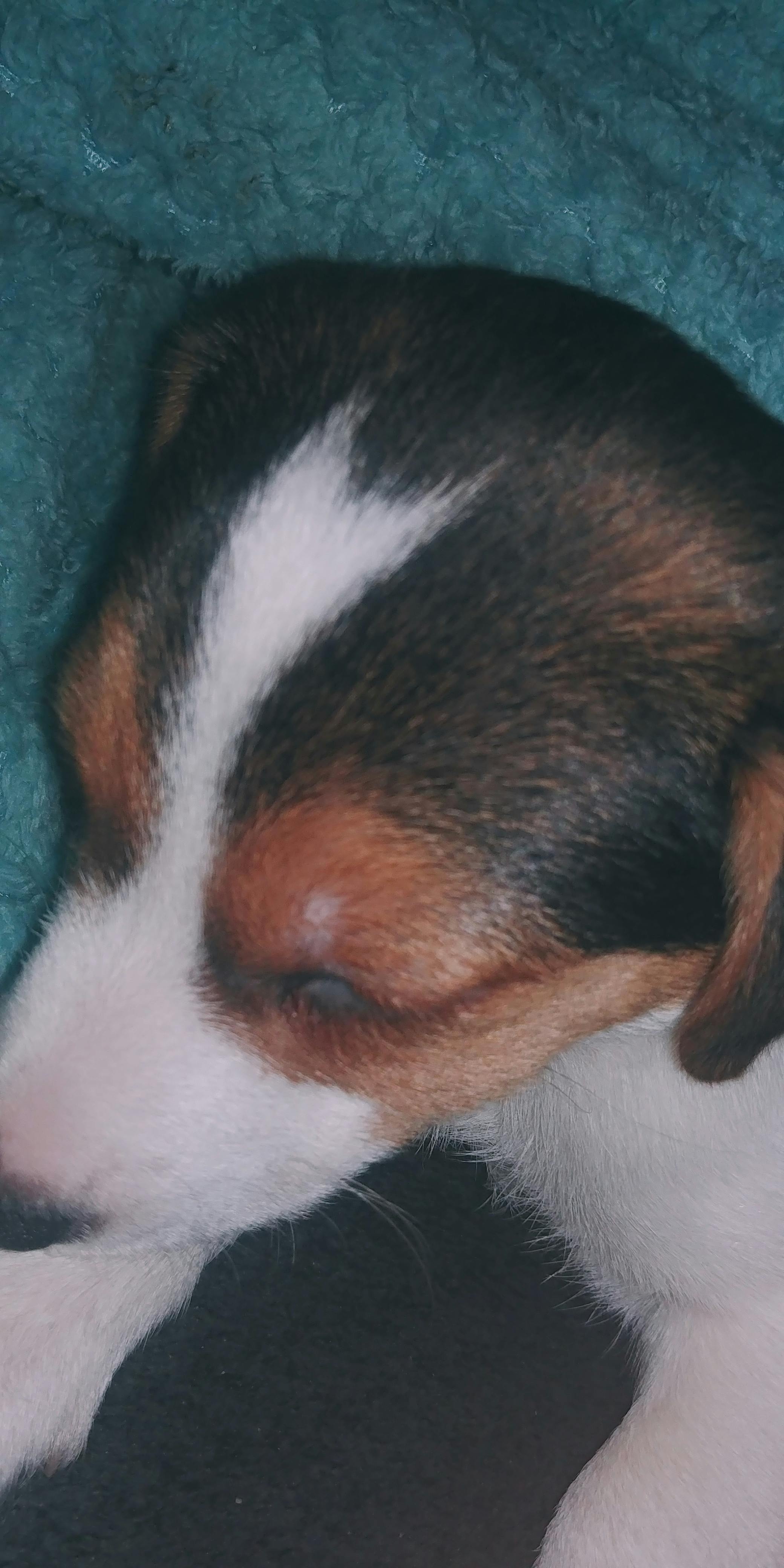 Todd's name story for Jack Russell Terrier Dog Names