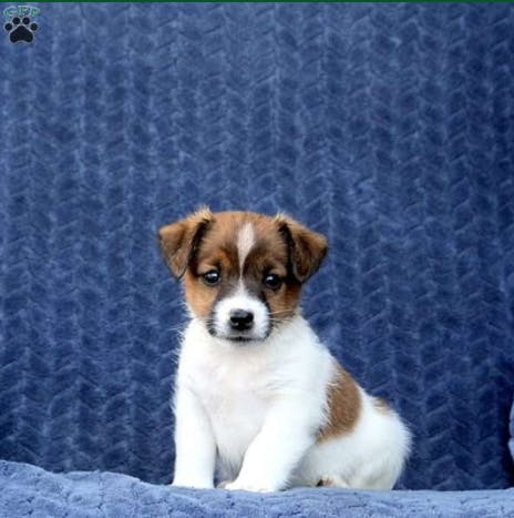 Sprinkle's name story for Jack Russell Terrier Dog Names