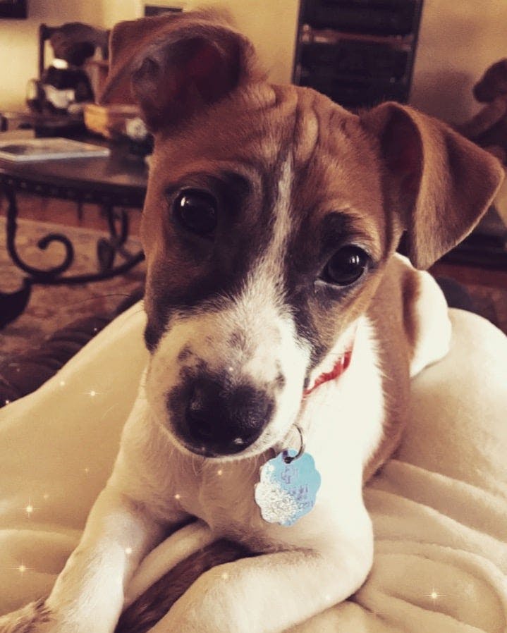 Kensington's name story for Jack Russell Terrier Dog Names