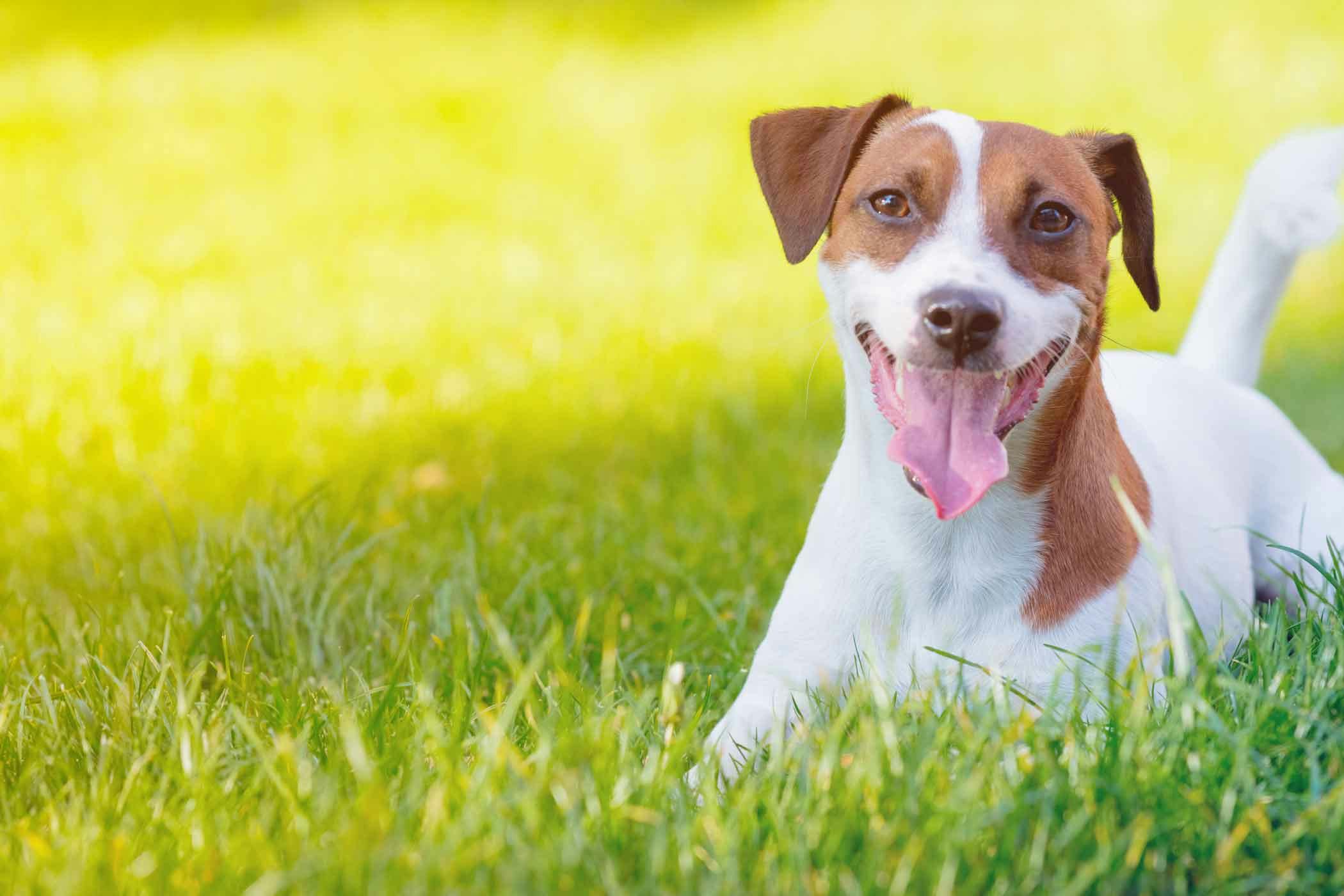 Jack Russell Terrier Dog Names Popular Male And Female Names Wag