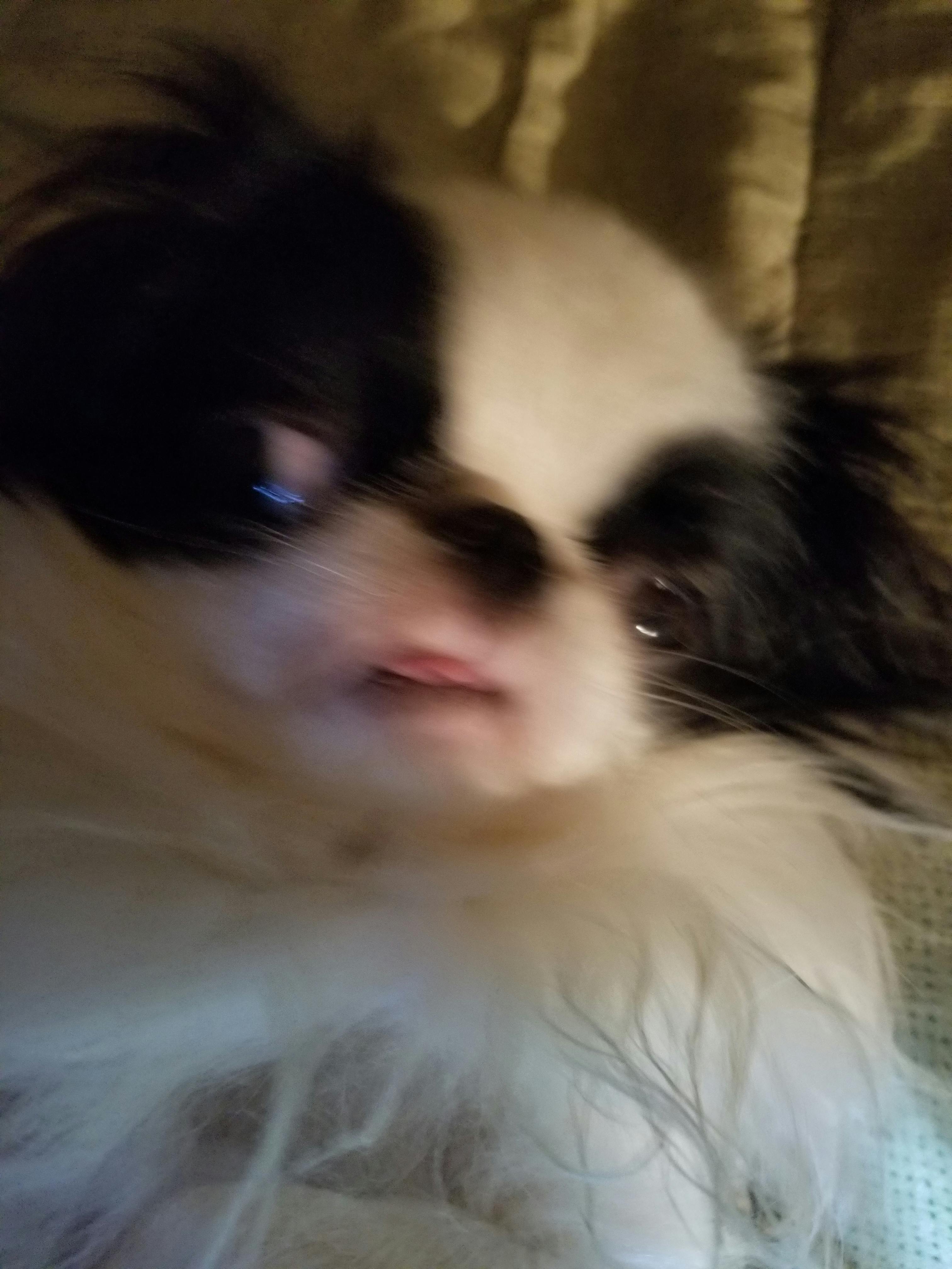 are japanese chin bad dogs