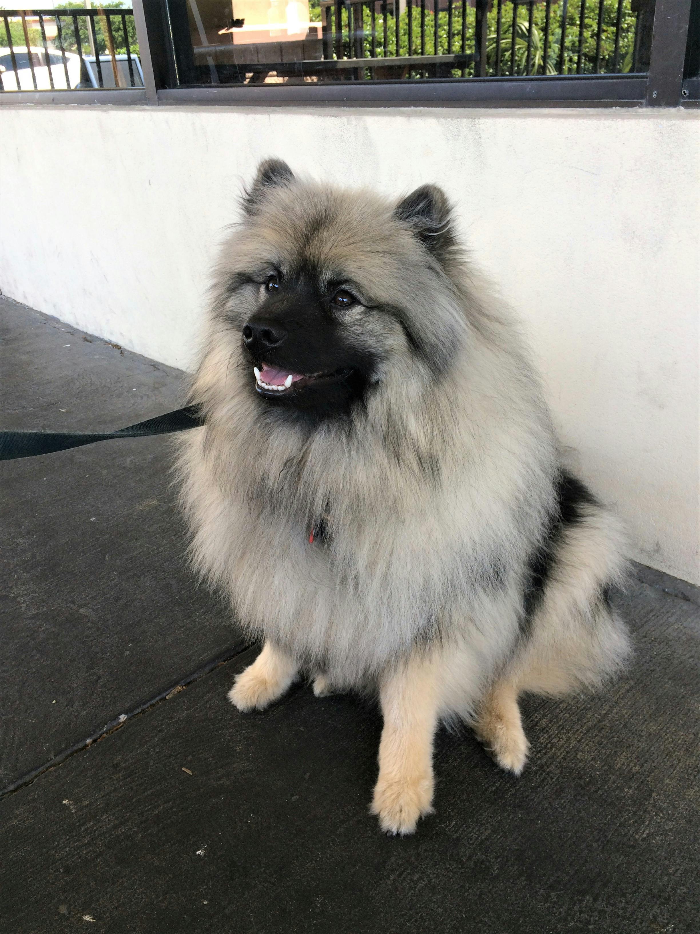 Zaan's name story for Keeshond Dog Names
