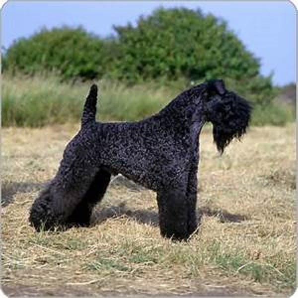 Bridget may's name story for Kerry Blue Terrier Dog Names