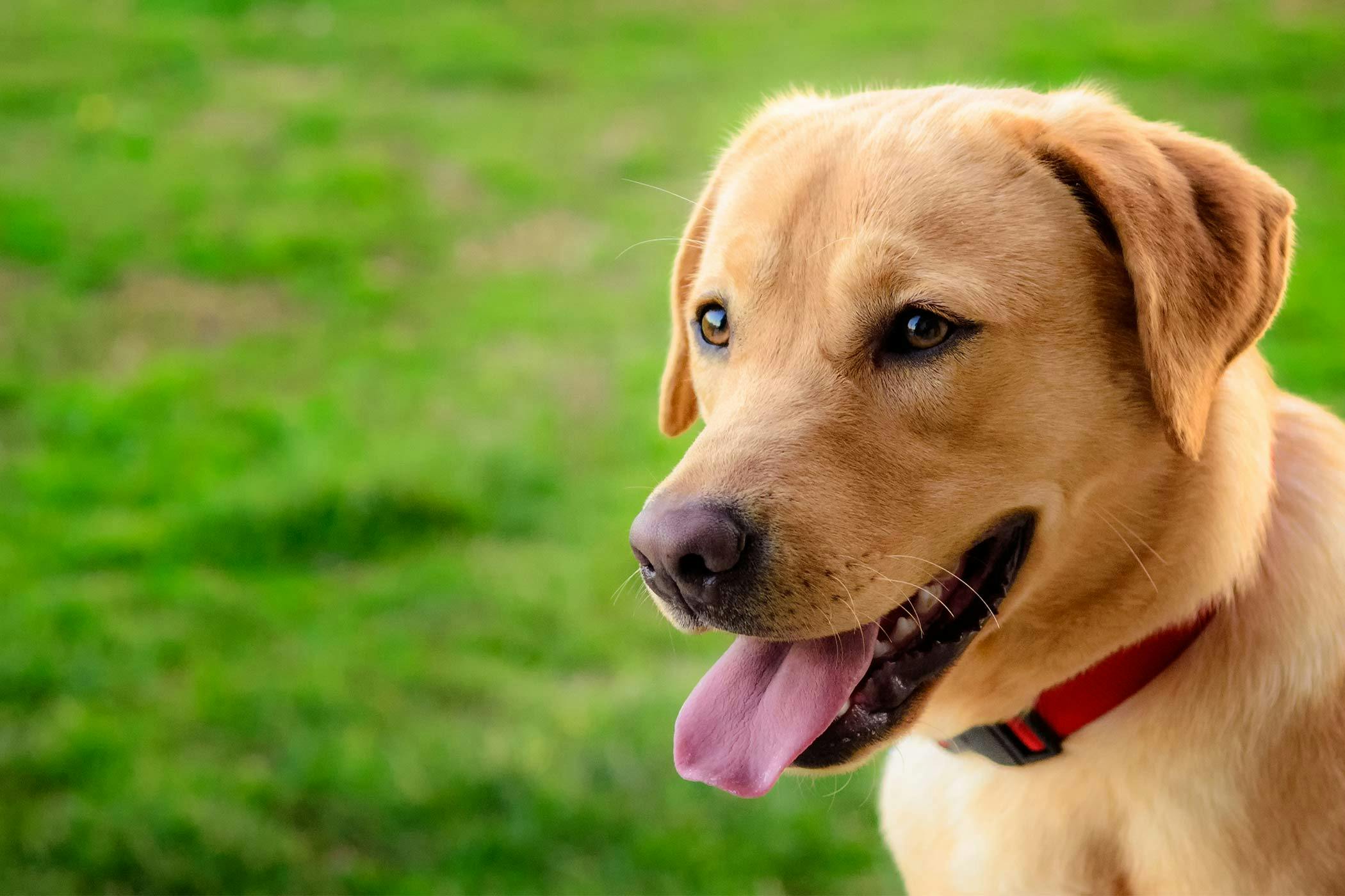 Labrador Retriever Dog Names | Popular Male and Female Names | Wag!