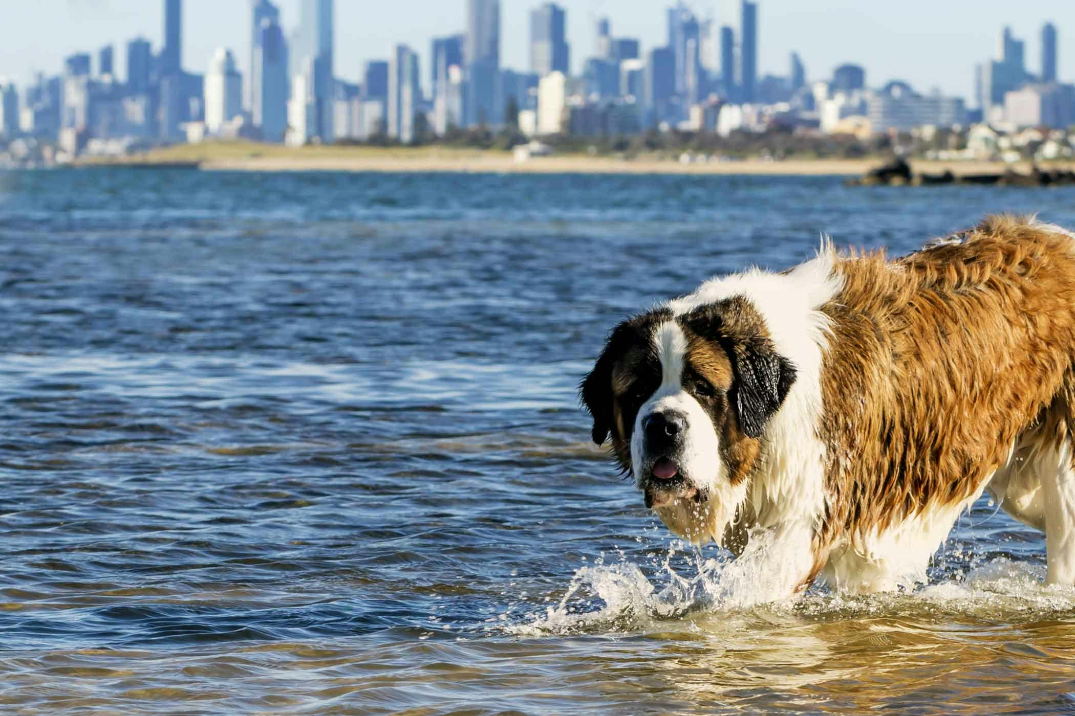 Melbourne Dog Names Popular Male and Female Names Wag!