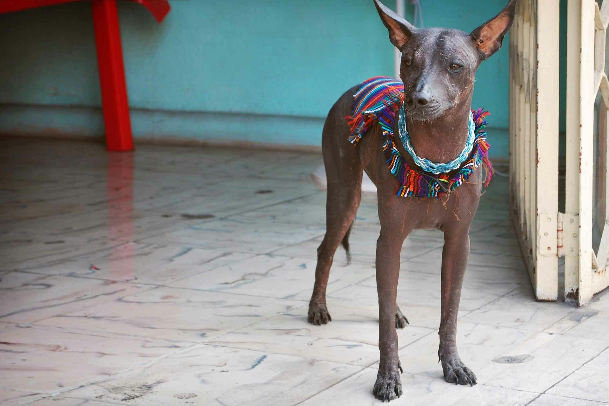 Mexico City Dog Names Popular Male and Female Names Wag!