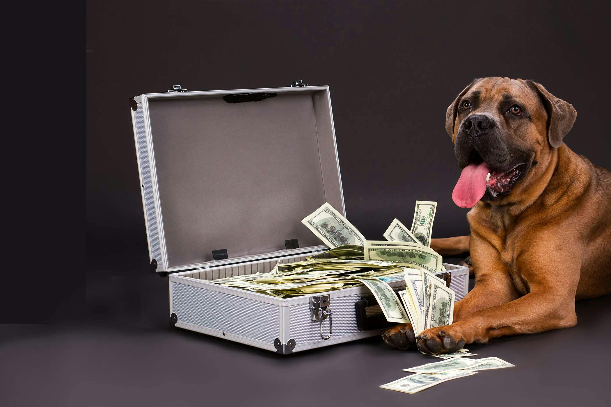 Money Related Names for Dogs Popular Male and Female Names Wag!