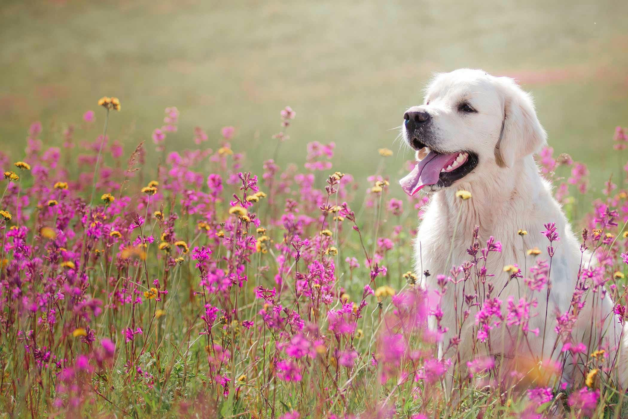 Nature Inspired Names For Dogs