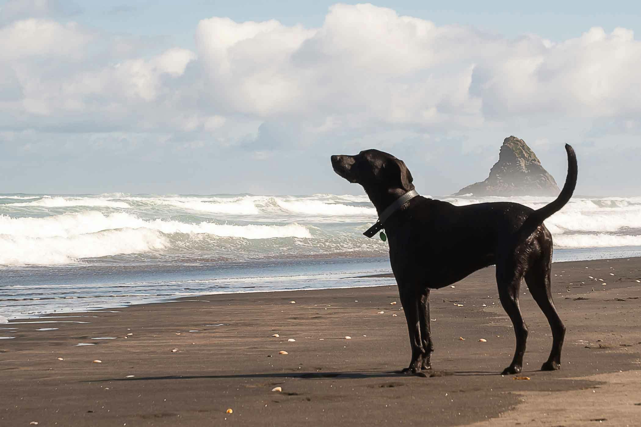 new-zealand-dog-names-popular-male-and-female-names-wag