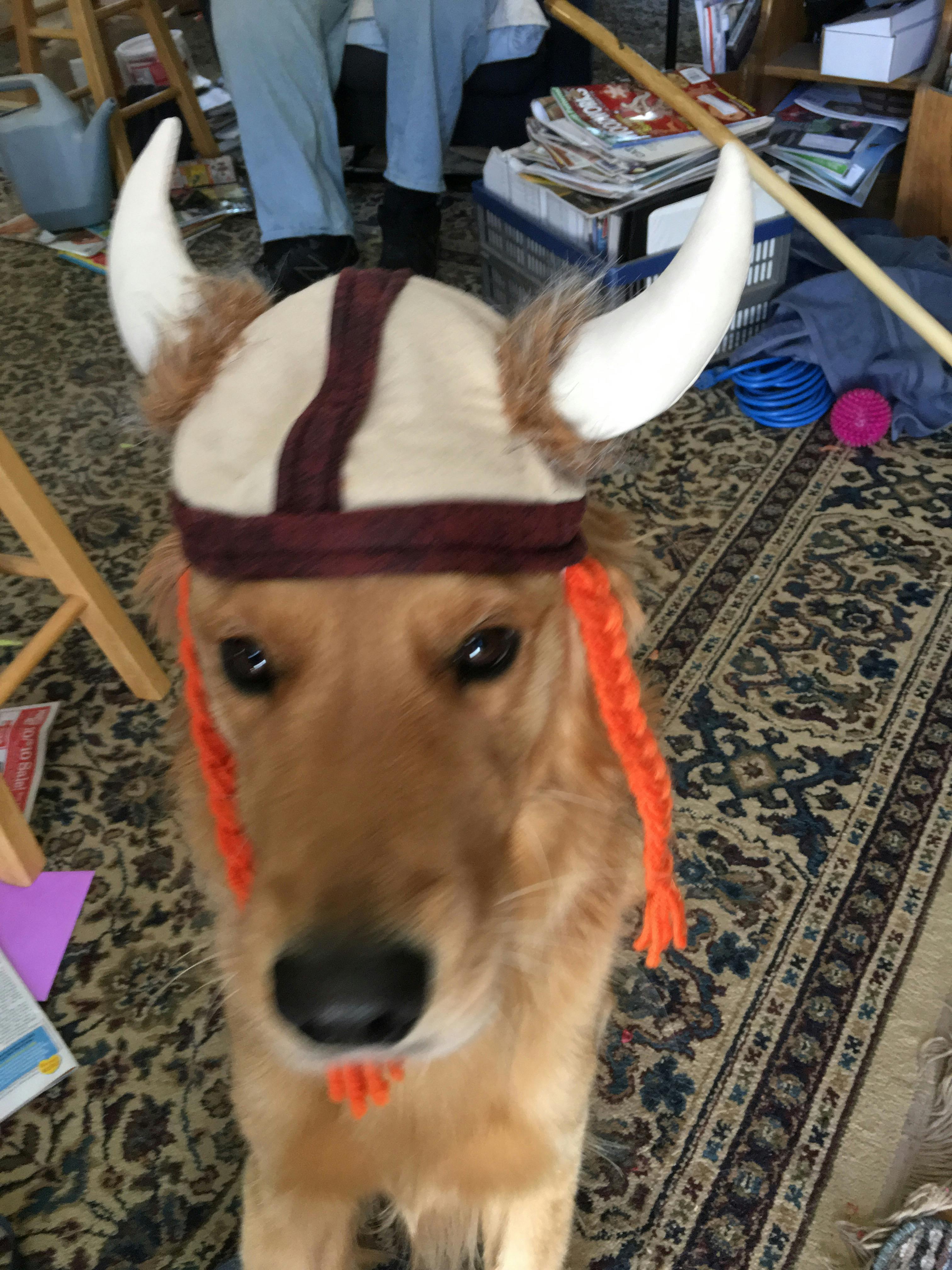 What Is The Viking Word For Dog