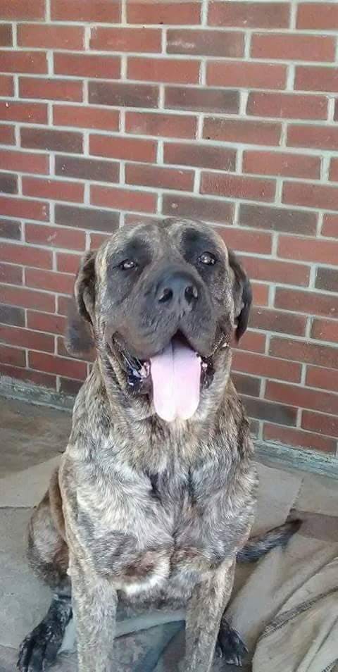 Brindle's name story for Old English Mastiff Dog Names