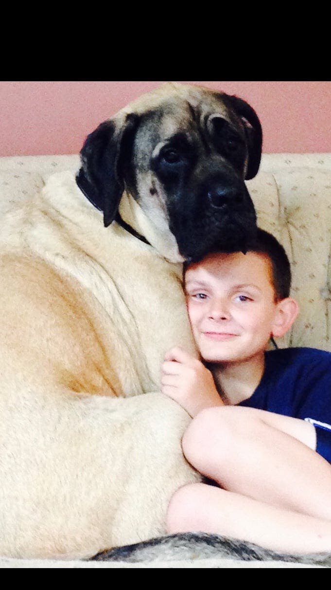 Sarge's name story for Old English Mastiff Dog Names