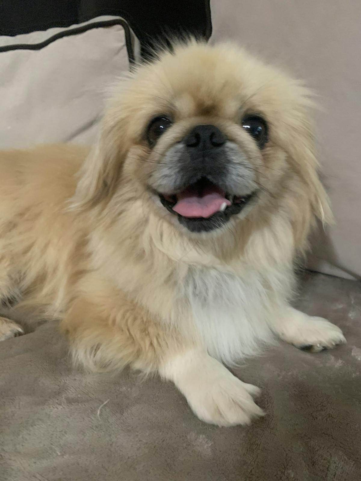 Jasper's name story for Pekingese Dog Names