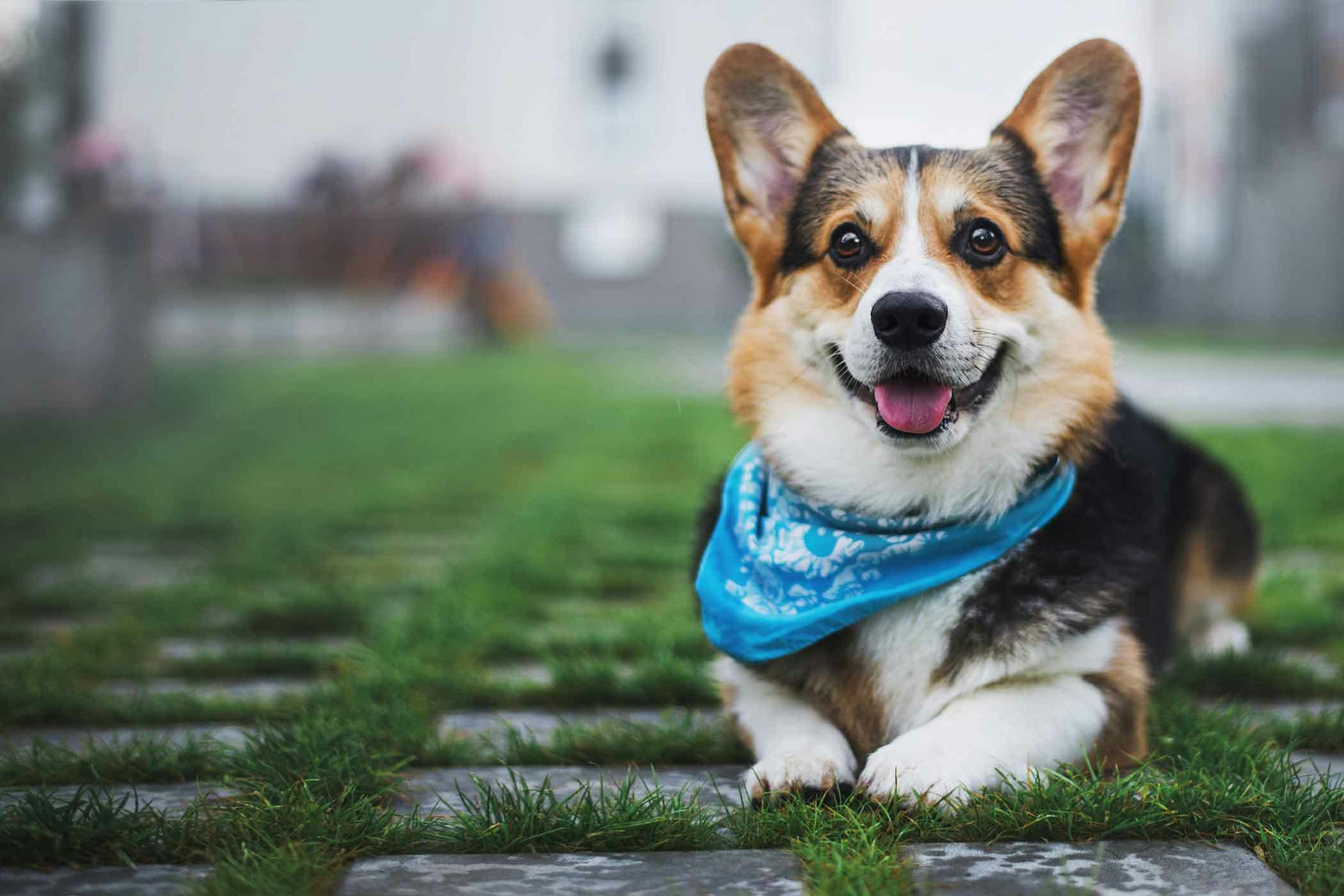 Cute corgi best sale puppy names