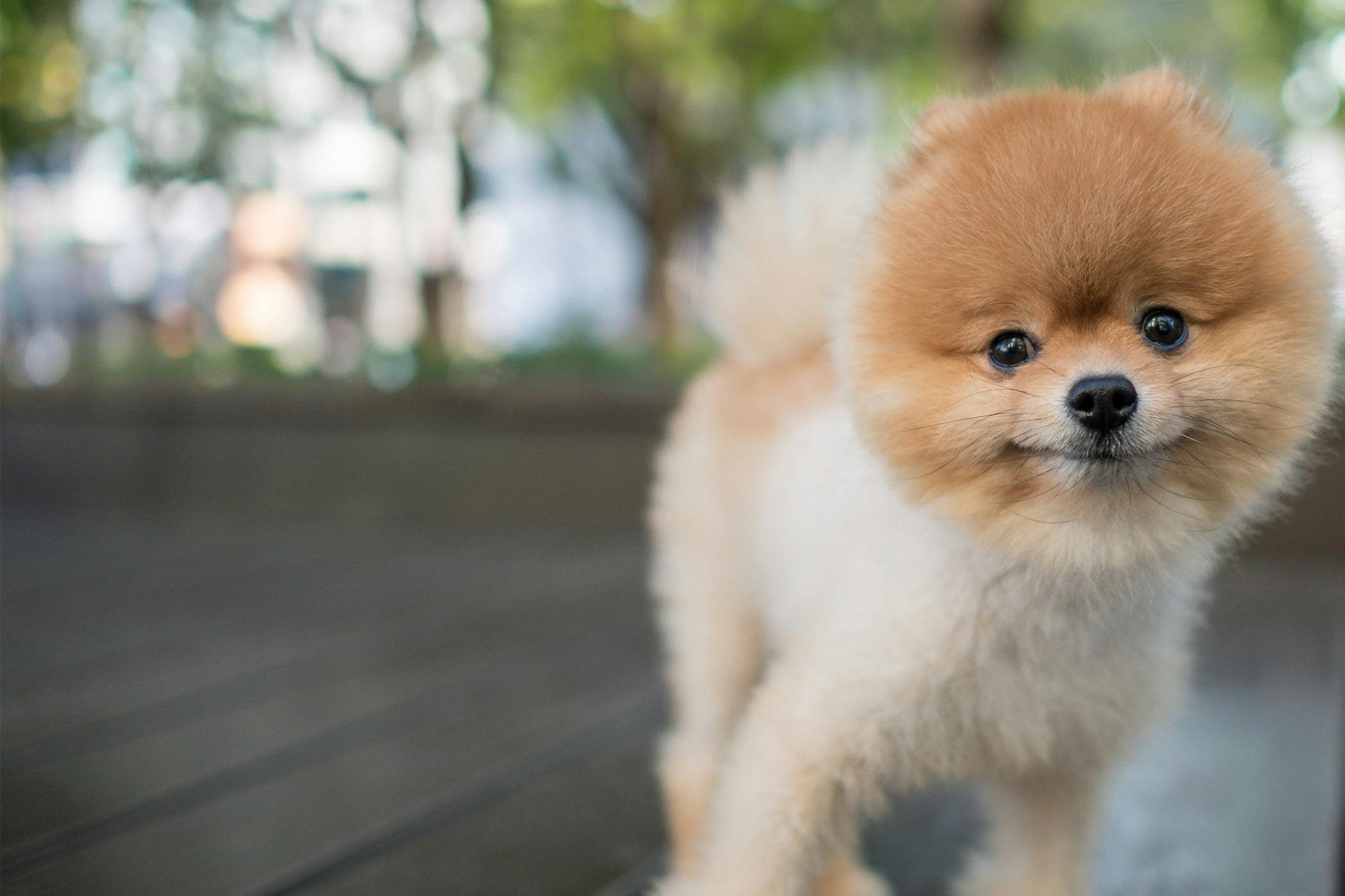 Cute name store for pomeranian puppy