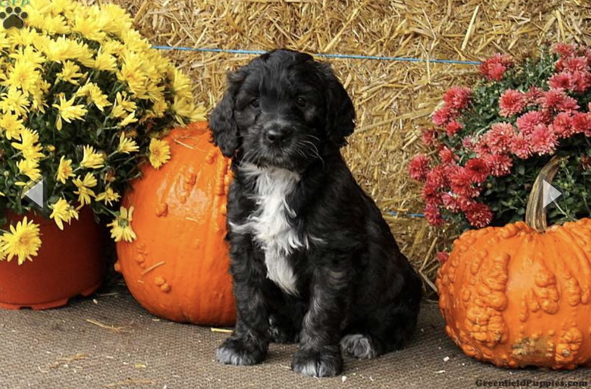 Mack's name story for Portuguese Water Dog Names