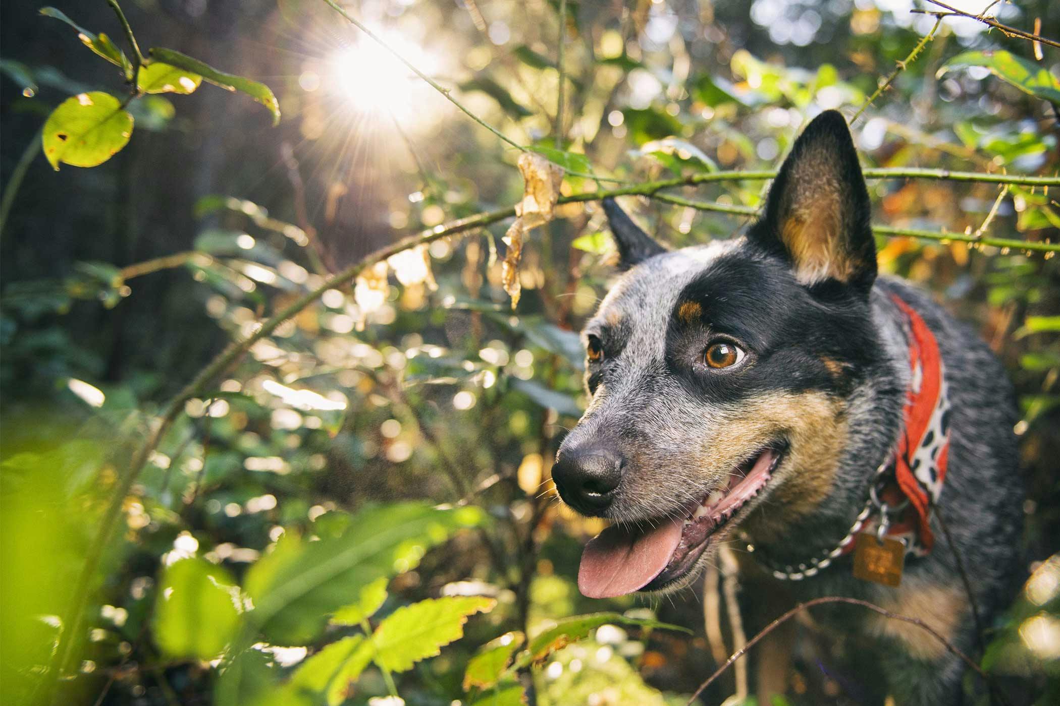 rainforest-inspired-dog-names-popular-male-and-female-names-wag