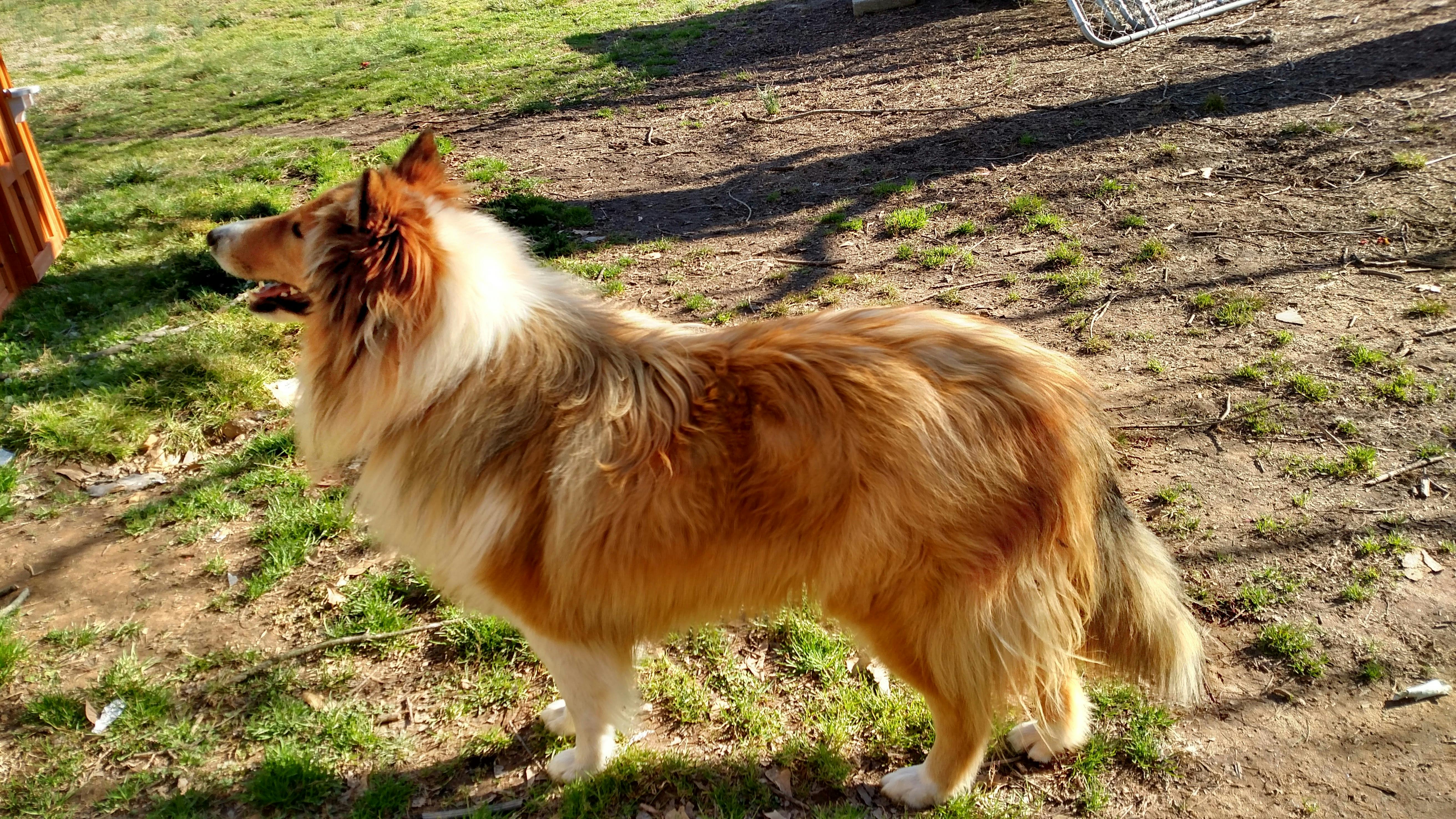 Trusty's name story for Rough Collie Dog Names