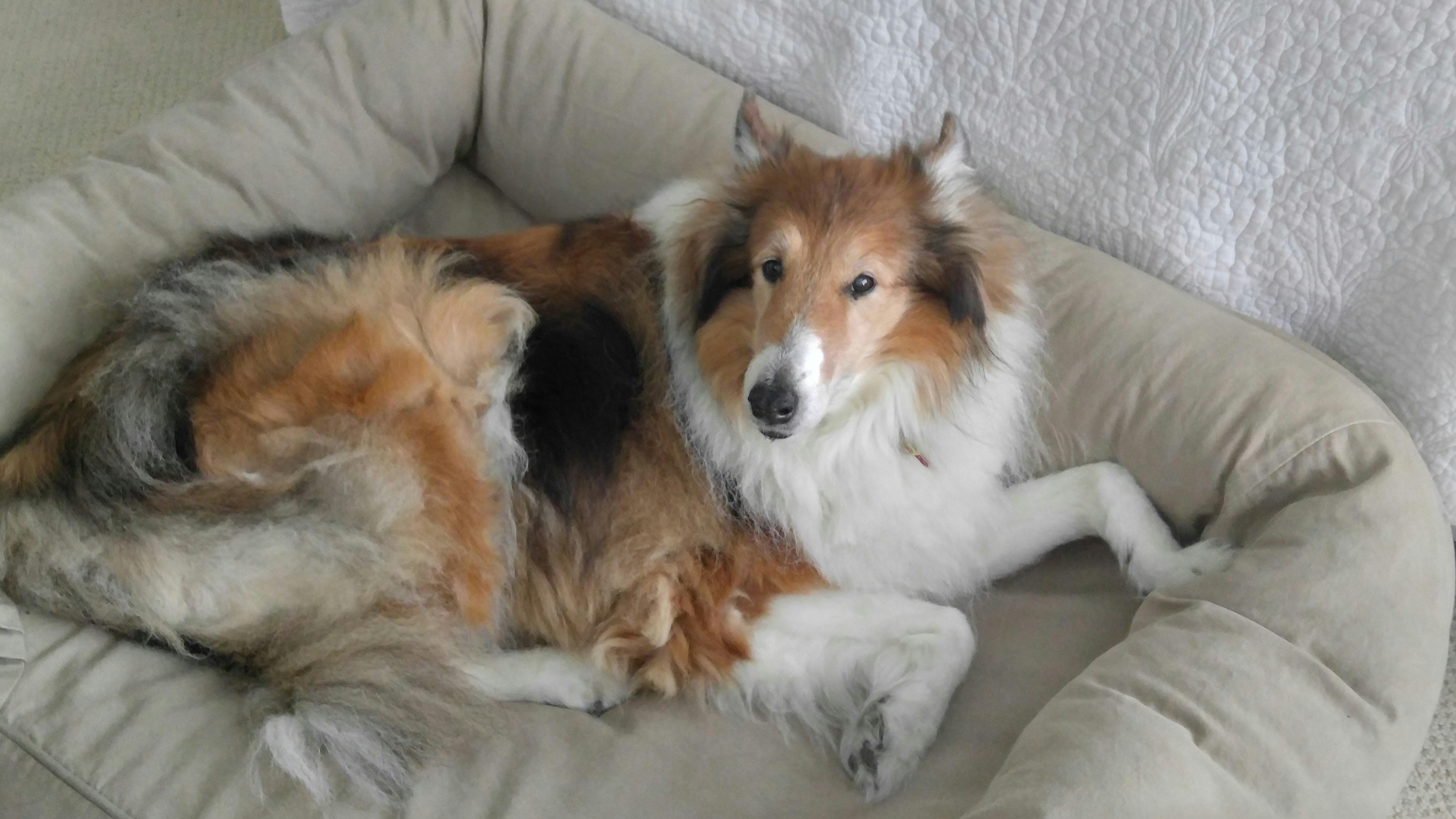 Shadow's name story for Rough Collie Dog Names