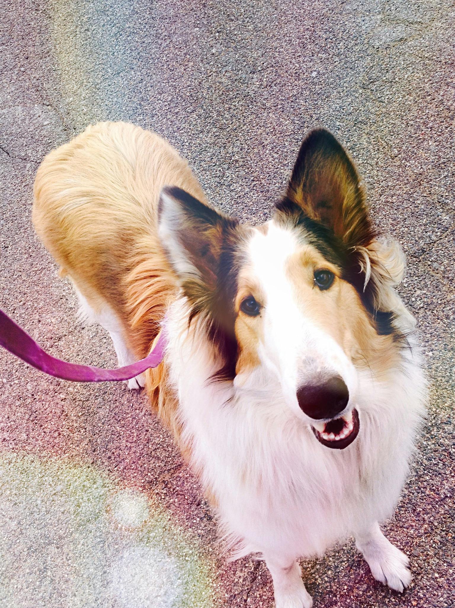 Lassie's name story for Rough Collie Dog Names