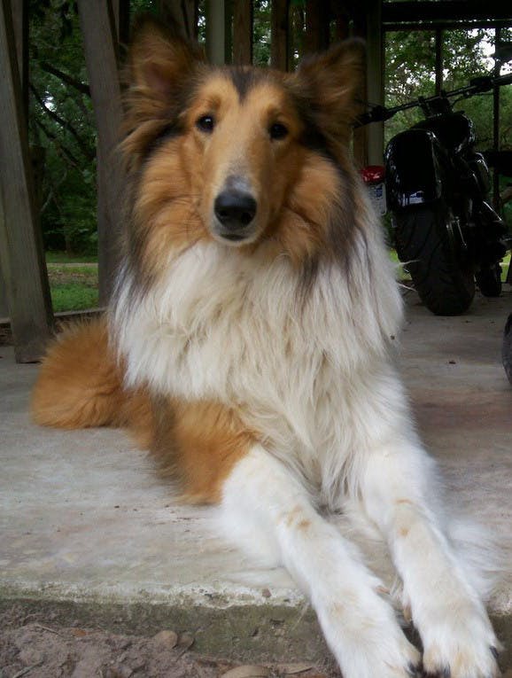 Beyoncé's name story for Rough Collie Dog Names