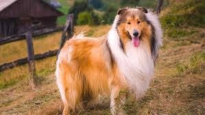 Lassie's name story for Rough Collie Dog Names