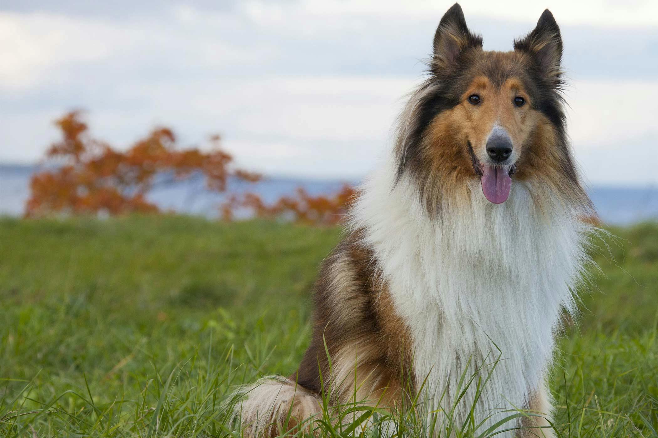 Lassie' returns to roots – Orange County Register
