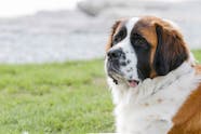 Saint Bernard Dog Names Popular Male And Female Names Wag 